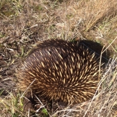 Tachyglossus aculeatus (Short-beaked Echidna) at Cooleman Ridge - 1 Jun 2016 by JoshMulvaney