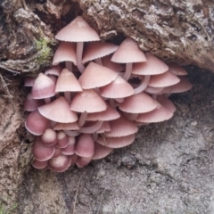 Mycena 'clarkeana group' at Paddys River, ACT - 1 Jun 2016