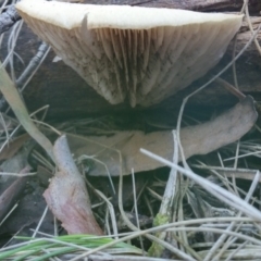 zz Agaric (stemless) at Paddys River, ACT - 24 May 2016 by NickWilson