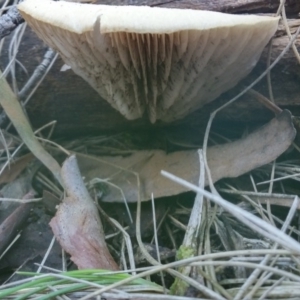 zz Agaric (stemless) at Paddys River, ACT - 24 May 2016 01:54 PM