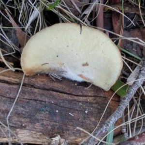 zz Agaric (stemless) at Paddys River, ACT - 24 May 2016 01:54 PM