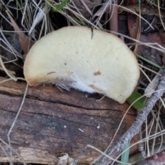 zz Agaric (stemless) at Paddys River, ACT - 24 May 2016