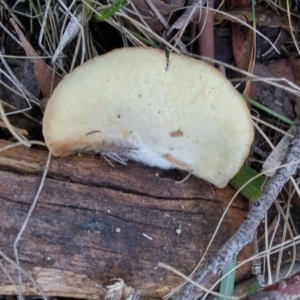 zz Agaric (stemless) at Paddys River, ACT - 24 May 2016