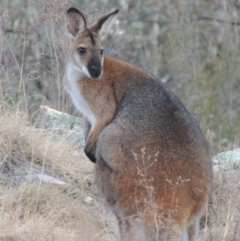 Notamacropus rufogriseus (Red-necked Wallaby) at Gigerline Nature Reserve - 7 Aug 2014 by michaelb