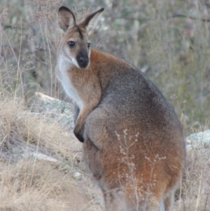 Notamacropus rufogriseus at Tennent, ACT - 7 Aug 2014 06:36 PM