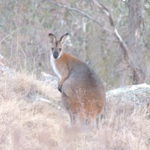 Notamacropus rufogriseus at Tennent, ACT - 7 Aug 2014 06:36 PM