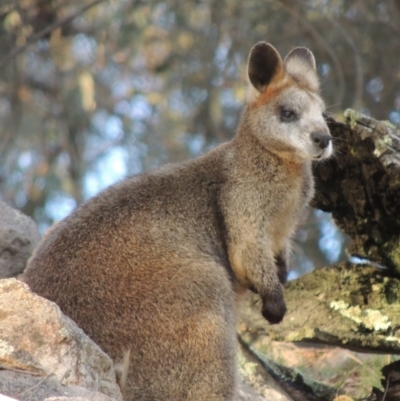 Notamacropus rufogriseus (Red-necked Wallaby) at Tuggeranong Hill - 27 Jul 2014 by michaelb