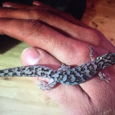 Christinus marmoratus (Southern Marbled Gecko) at Rivett, ACT - 3 Jun 2016 by YoYo