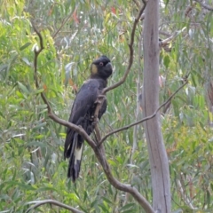 Zanda funerea (Yellow-tailed Black-Cockatoo) at Tennent, ACT - 9 Dec 2014 by Philip