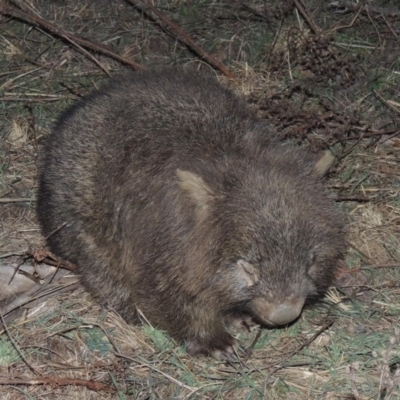 Vombatus ursinus (Common wombat, Bare-nosed Wombat) at Rob Roy Range - 16 Aug 2015 by michaelb