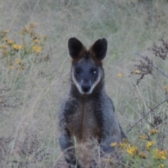 Wallabia bicolor (Swamp Wallaby) at Greenway, ACT - 13 Jan 2016 by michaelb