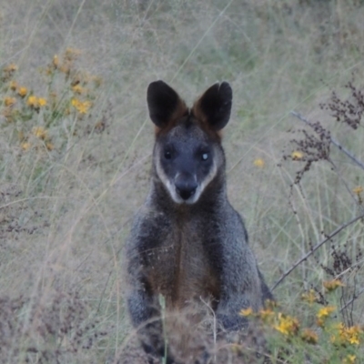 Wallabia bicolor (Swamp Wallaby) at Pine Island to Point Hut - 13 Jan 2016 by michaelb