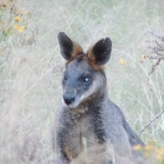 Wallabia bicolor at Greenway, ACT - 13 Jan 2016