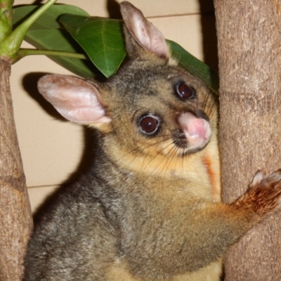 Trichosurus vulpecula (Common Brushtail Possum) at Curtin, ACT - 3 Jun 2016 by MichaelMulvaney