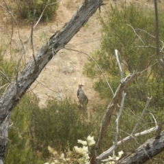 Osphranter robustus robustus (Eastern Wallaroo) at Stony Creek - 1 Jan 2016 by MichaelMulvaney