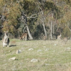 Macropus giganteus (Eastern Grey Kangaroo) at Red Hill Nature Reserve - 29 Aug 2015 by MichaelMulvaney