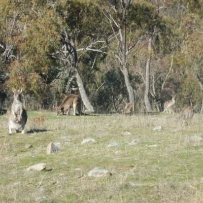 Macropus giganteus (Eastern Grey Kangaroo) at Red Hill Nature Reserve - 29 Aug 2015 by MichaelMulvaney