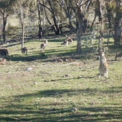 Macropus giganteus (Eastern Grey Kangaroo) at Red Hill Nature Reserve - 29 Aug 2015 by MichaelMulvaney