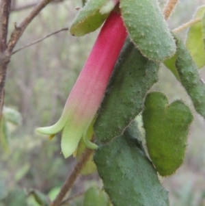 Correa reflexa var. reflexa at Greenway, ACT - 18 Feb 2016