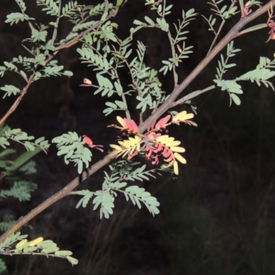 Acacia rubida (Red-stemmed Wattle, Red-leaved Wattle) at Greenway, ACT - 22 Feb 2016 by MichaelBedingfield