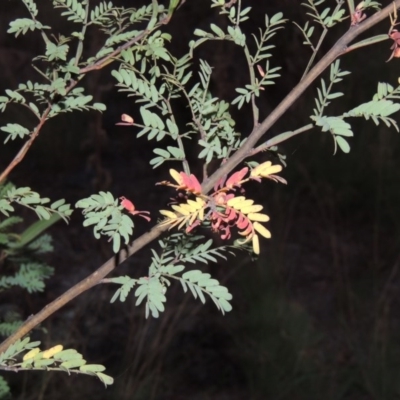Acacia rubida (Red-stemmed Wattle, Red-leaved Wattle) at Greenway, ACT - 22 Feb 2016 by michaelb