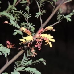 Acacia rubida at Greenway, ACT - 22 Feb 2016