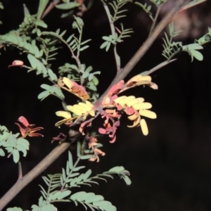 Acacia rubida at Greenway, ACT - 22 Feb 2016