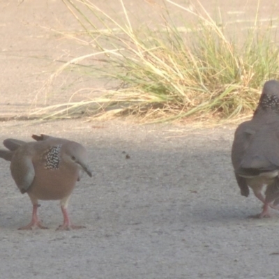 Spilopelia chinensis (Spotted Dove) at Conder, ACT - 19 Feb 2016 by MichaelBedingfield