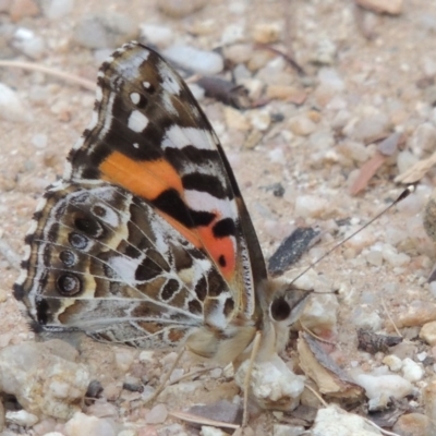 Vanessa kershawi (Australian Painted Lady) at Greenway, ACT - 22 Feb 2016 by MichaelBedingfield