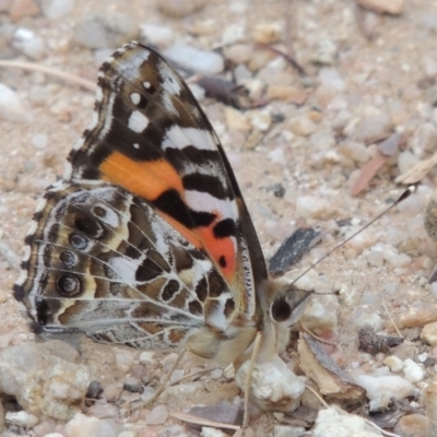 Vanessa kershawi (Australian Painted Lady) at Pine Island to Point Hut - 22 Feb 2016 by MichaelBedingfield