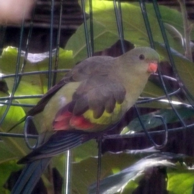 Polytelis anthopeplus monarchoides (Regent Parrot) at Pearce, ACT - 2 Jun 2016 by davidb