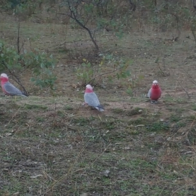 Eolophus roseicapilla (Galah) at O'Malley, ACT - 3 Jun 2016 by Mike