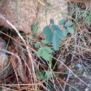 Indigofera australis subsp. australis at Jerrabomberra, ACT - 2 Jun 2016