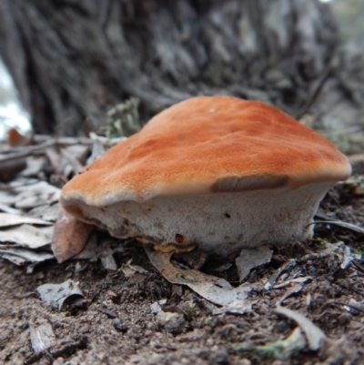 Postia pelliculosa (A wood-rotting bracket fungus) at Aranda Bushland - 3 Jun 2016 by CathB