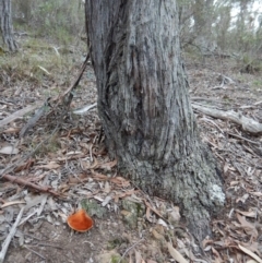 Postia pelliculosa at Aranda, ACT - 3 Jun 2016