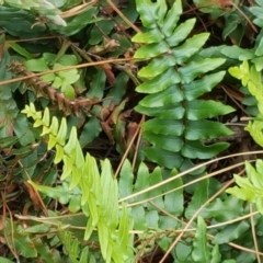 Pellaea calidirupium (Hot Rock Fern) at Isaacs Ridge and Nearby - 31 May 2016 by Mike