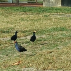 Porphyrio melanotus (Australasian Swamphen) at Lake Burley Griffin Central/East - 31 May 2016 by Mike