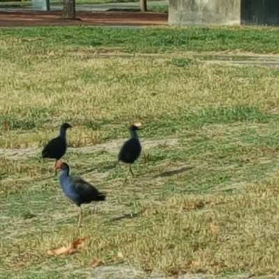 Porphyrio melanotus (Australasian Swamphen) at Lake Burley Griffin Central/East - 31 May 2016 by Mike