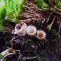 Nidula niveotomentosa (A birds-nest fungus) at Aranda, ACT - 27 Jul 2014 by CathB