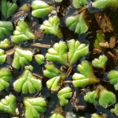 Ricciocarpos natans (Floating Liverwort) at JER700: JWs - Eyrie St Wetland - 30 May 2016 by Mike