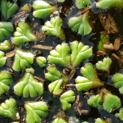 Ricciocarpos natans (Floating Liverwort) at Kingston, ACT - 31 May 2016 by Mike