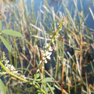 Melilotus albus (Bokhara) at Lake Burley Griffin Central/East - 30 May 2016 by Mike