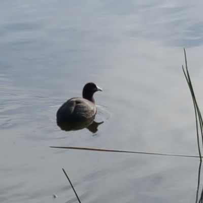 Fulica atra (Eurasian Coot) at Kingston, ACT - 31 May 2016 by Mike