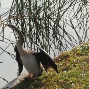 Anhinga novaehollandiae at Kingston, ACT - 31 May 2016 09:04 AM