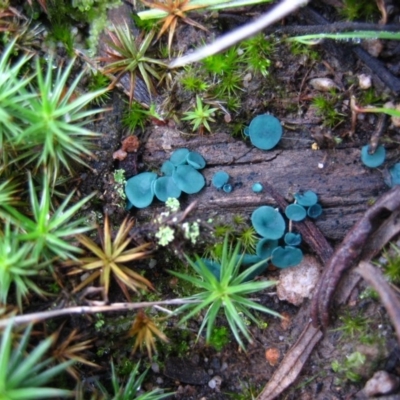 Chlorociboria (An elfcup fungus) at Black Mountain - 6 May 2010 by CathB