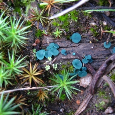 Chlorociboria (An elfcup fungus) at Acton, ACT - 6 May 2010 by CathB