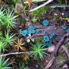 Chlorociboria (An elfcup fungus) at Point 5439 - 6 May 2010 by CathB