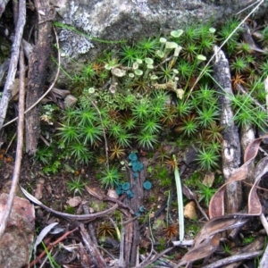 Chlorociboria at Point 5439 - 6 May 2010