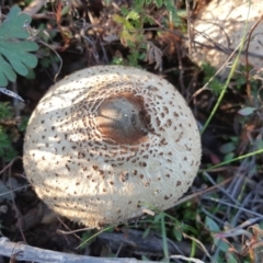 Macrolepiota sp. at Jerrabomberra, ACT - 29 May 2016 by Mike