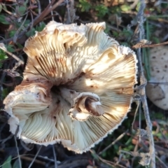 Macrolepiota sp. at Jerrabomberra, ACT - 29 May 2016